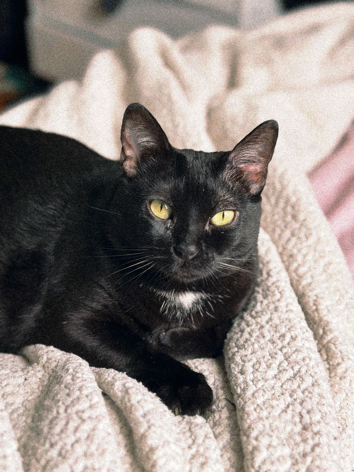Maldita se passando por uma gata normal e inocente