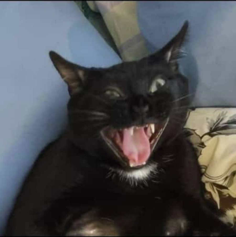 Maldita se transformando em Lucifer